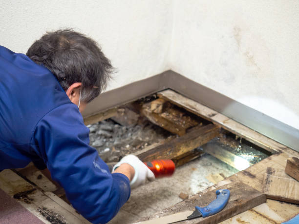 Best Mold Damage Repair  in Buckeye, AZ
