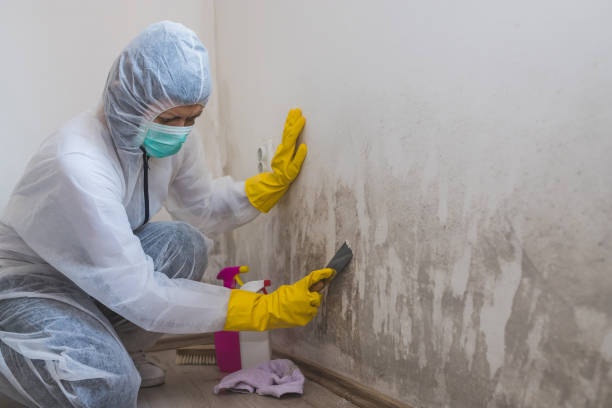 Best Residential Mold Removal  in Buckeye, AZ