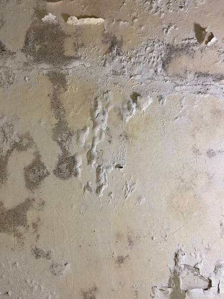 Best Mold Inspection  in Buckeye, AZ