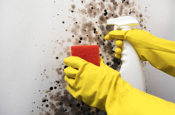 Professional Mold Removal in Buckeye, AZ