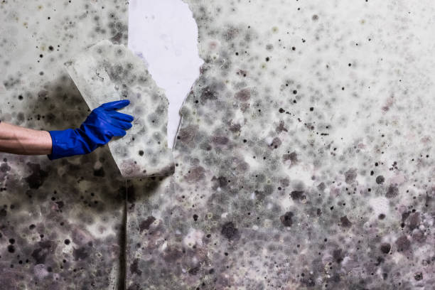 Best Best Mold Removal Companies  in Buckeye, AZ