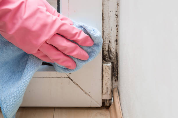 Best Mold Remediation Services  in Buckeye, AZ