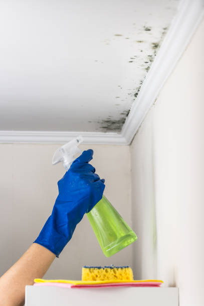 Best Mold Cleaning Services  in Buckeye, AZ